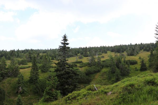 Rokytnice nad Jizerou, 8.8.2020
Krkonoše - prameniště nad Velkou Mumlavou.
Klíčová slova: Rokytnice nad Jizerou Krkonoše prameniště Velké Mumlavy