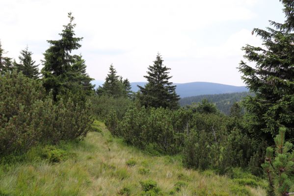 Rokytnice nad Jizerou, 8.8.2020
Krkonoše, Kotel, prameniště nad Velkou Mumlavou.
Schlüsselwörter: Rokytnice nad Jizerou Krkonoše prameniště Velké Mumlavy Kotel