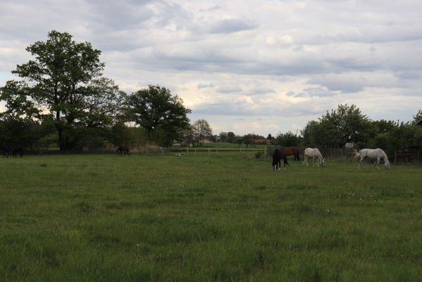 Rokytno, 13.5.2019
Pastvina.
Schlüsselwörter: Rokytno pastvina