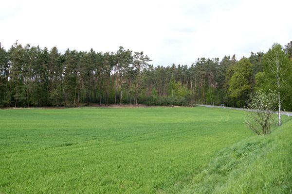 Rokytno, 1.5.2010
Pohled od obce na okraj rezervace Přesypy u Rokytna, jenž se stala díky diletantsky zpracovanému plánu péče sterilní borovou plantáží. 
Klíčová slova: Rokytno Přesypy u Rokytna Cardiophorus asellus ruficollis