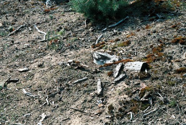 Rokytno, 21.4.2006
Písčitý okraj lesa u rezervace Přesypy u Rokytna. Biotop kovaříka Cardiophorus ruficollis.
Klíčová slova: Rokytno Přesypy u Rokytna Cardiophorus asellus ruficollis