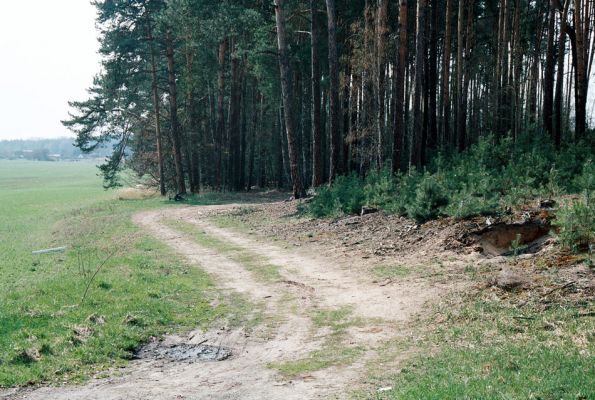 Rokytno, 21.4.2006
Písčitý okraj lesa u rezervace Přesypy u Rokytna. Biotop kovaříků Cardiophorus asellus a C. ruficollis.
Klíčová slova: Rokytno Přesypy u Rokytna Cardiophorus asellus ruficollis