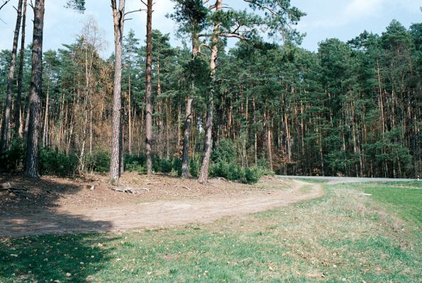 Rokytno, 21.4.2006
Písčitý okraj lesa u rezervace Přesypy u Rokytna. Biotop kovaříků Cardiophorus asellus s C ruficollis.
Klíčová slova: Rokytno Přesypy u Rokytna Cardiophorus asellus ruficollis