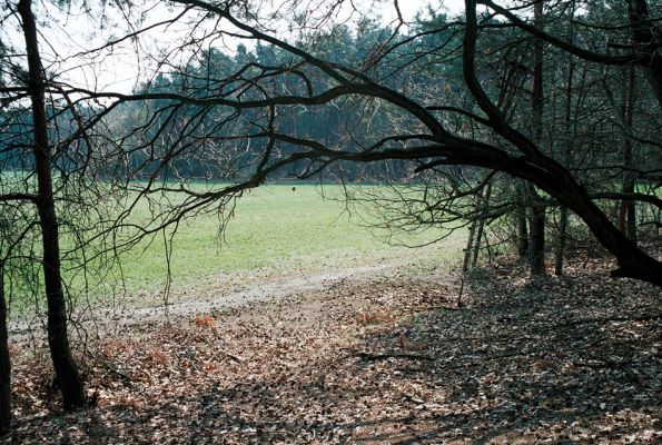 Rokytno, 21.4.2006
Písčitý okraj lesa u rezervace Přesypy u Rokytna. Biotop kovaříka Cardiophorus asellus.
Klíčová slova: Rokytno Přesypy u Rokytna Cardiophorus asellus.