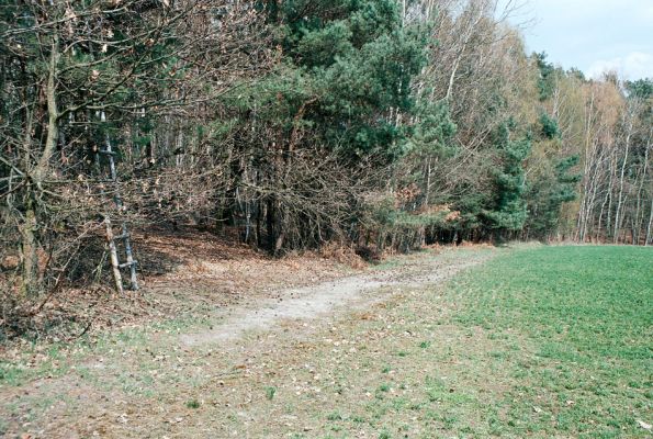 Rokytno, 21.4.2006
Písčitý okraj lesa u rezervace Přesypy u Rokytna. Biotop kovaříka Cardiophorus asellus. Tato miniaturní místa umožňují přežívání ohrožených pískomilných druhů, zatím co plocha "rezervace" byla věnována lesníkům na pěstování borové plantáže.
Keywords: Rokytno Přesypy u Rokytna Cardiophorus asellus