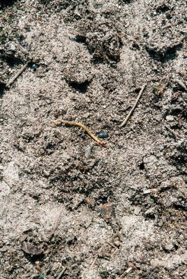 Rokytno, 21.4.2006
Písčitý okraj lesa u rezervace Přesypy u Rokytna. Larva kovaříka Cardiophorus asellus.
Schlüsselwörter: Rokytno Přesypy u Rokytna Cardiophorus asellus