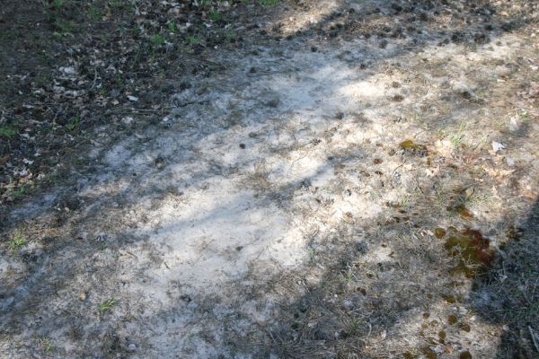 Rokytno, 24.4.2008
Písčitý okraj lesa u rezervace Přesypy u Rokytna. Biotop kovaříka Cardiophorus asellus.
Klíčová slova: Rokytno Přesypy u Rokytna Cardiophorus asellus.