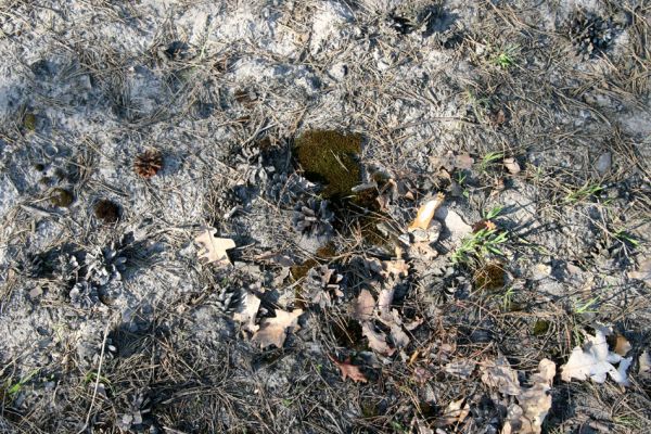 Rokytno, 24.4.2008
Písčitý okraj lesa u rezervace Přesypy u Rokytna. Biotop kovaříka Cardiophorus asellus.
Klíčová slova: Rokytno Přesypy u Rokytna Cardiophorus asellus.