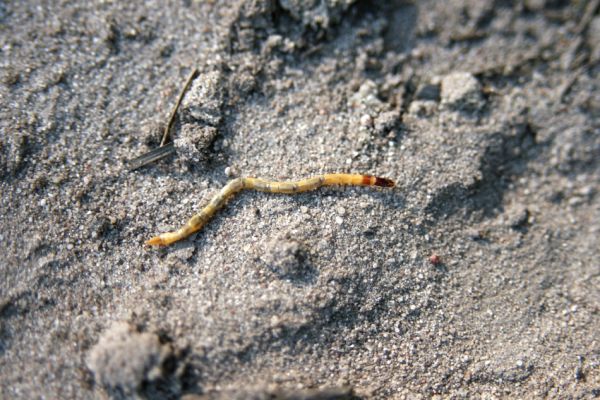 Rokytno, 24.4.2008
Rezervace Přesypy u Rokytna. Larva kovaříka Cardiophorus asellus.
Klíčová slova: Rokytno Přesypy u Rokytna Cardiophorus asellus.