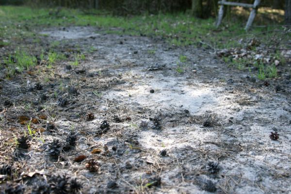 Rokytno, 24.4.2008
Písčitý okraj lesa u rezervace Přesypy u Rokytna. Biotop kovaříka Cardiophorus asellus.
Klíčová slova: Rokytno Přesypy u Rokytna Cardiophorus asellus.