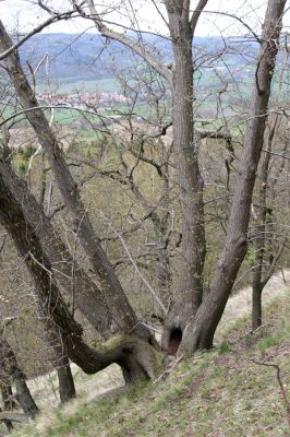 Blíževedly, vrch Ronov, 16.4.2011
Suťový les na západním svahu.
Klíčová slova: Blíževedly Ronov Idolus picipennis