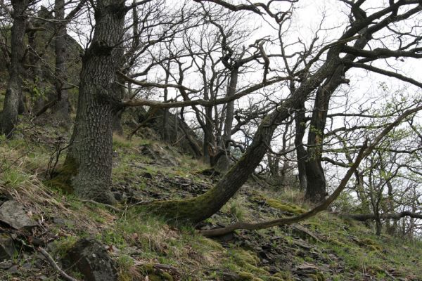 Blíževedly, vrch Ronov, 16.4.2011
Suťový les na západním svahu.
Klíčová slova: Blíževedly Ronov Idolus picipennis