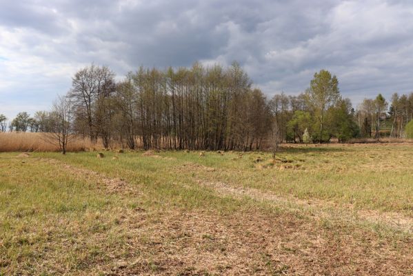 Hradec Králové, 26.4.2020
Roudnička. Podmáčená louka u rybníka Roudnička.
Mots-clés: Hradec Králové Roudnička Actenicerus siaelandicus