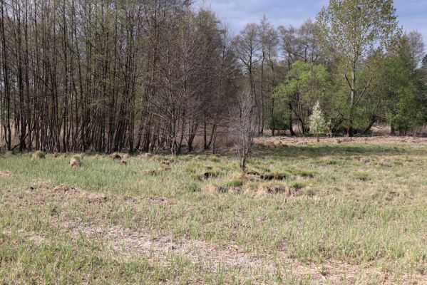 Hradec Králové, 26.4.2020
Roudnička. Podmáčená louka u rybníka Roudnička.
Schlüsselwörter: Hradec Králové Roudnička Actenicerus siaelandicus