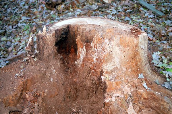 Rožďalovice, 8.11.2003
Les u východního okraje Lohovského rybníka. Trouch ve středové části pařezu dubu osídlen kovaříky Ampedus brunnicornis a A. cardinalis.


Klíčová slova: Rožďalovice Lohovský rybník Ampedus brunnicornis cardinalis
