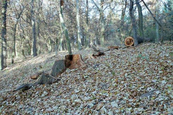 Rožďalovice, 8.11.2003
Les u východního okraje Lohovského rybníka. Trouch ve středové části pařezu dubu osídlen kovaříky Ampedus brunnicornis a A. cardinalis.



Klíčová slova: Rožďalovice Lohovský rybník Ampedus brunnicornis cardinalis