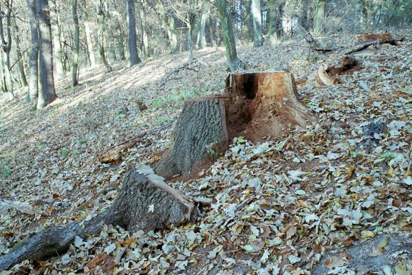 Rožďalovice, 8.11.2003
Les u východního okraje Lohovského rybníka. Trouch ve středové části pařezu dubu osídlen kovaříky Ampedus brunnicornis a A. cardinalis.



Klíčová slova: Rožďalovice Lohovský rybník Ampedus brunnicornis cardinalis