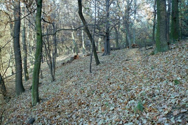 Rožďalovice, 8.11.2003
Les u východního okraje Lohovského rybníka.



Klíčová slova: Rožďalovice Lohovský rybník Ampedus brunnicornis cardinalis