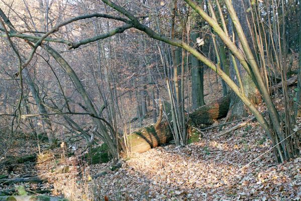 Rožďalovice, 8.11.2003
Les u východního okraje Lohovského rybníka.
Klíčová slova: Rožďalovice Lohovský rybník
