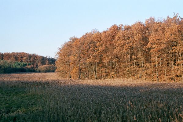 Rožďalovice, 8.11.2003
Pohled na Lohovský rybník od železniční trati.


Mots-clés: Rožďalovice Lohovský rybník