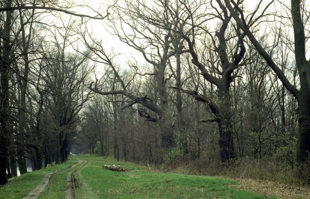 Třeboň, 23.4.2001
Rybník Rožmberk - hráz.

Keywords: Třeboň rybník Rožmberk Podeonius acuticornis Cardiophorus gramineus Ampedus balteatud brunnicornis