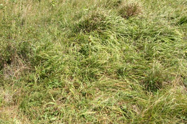 Roztoky, 5.8.2008
Detail stepní vegetace. Výskyt traviny válečky prapořité (Brachypodium pinnatum) dává naději na výskyt populece kovaříka Agriotes gallicus.
Keywords: Roztoky step