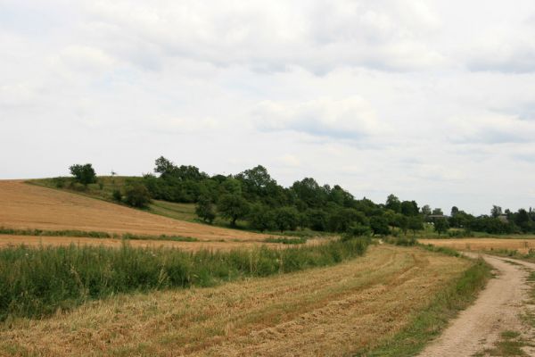 Rtyně, 9.8.2009
Ovocný sad u obce Rtyně, s kosenými loukami a malou stepkou v jeho severozápadním cípu.
Schlüsselwörter: Rtyně