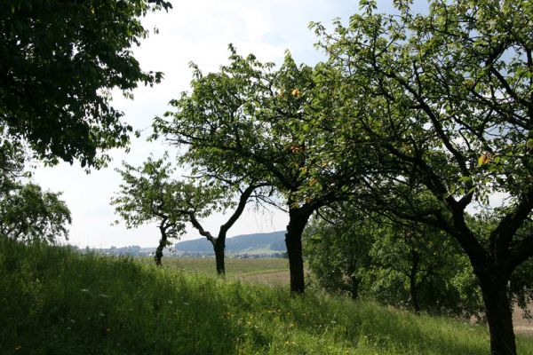 Malé Svatoňovice, 14.8.2009
Třešňovka u železniční stanice. Výskyt Anthaxia candens nezjištěn.
Klíčová slova: Malé Svatoňovice