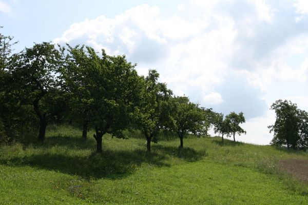 Malé Svatoňovice, 14.8.2009
Třešňovka u železniční stanice. Výskyt Anthaxia candens nezjištěn.
Mots-clés: Malé Svatoňovice