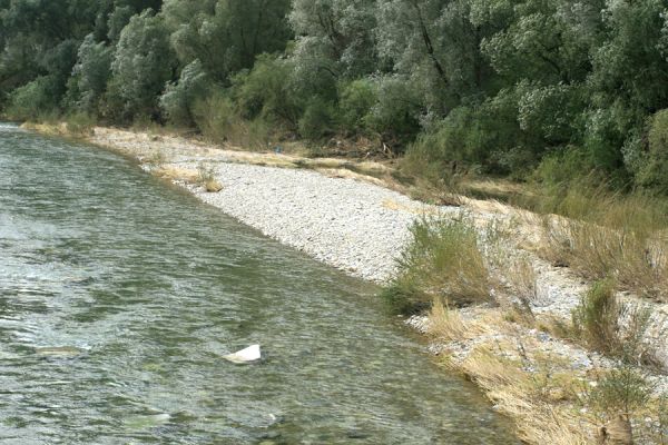 Rudinka, řeka Kysuca, 18.9.2007
Široké štěrkové náplavy na březích Kysuce. 
Keywords: Rudinka Kysuca Zorochros dermestoides Fleutiauxellus maritimus