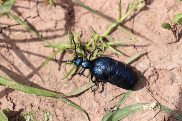 Rudník, 27.5.2019
Pastvina u Čisté - majka fialová.
Klíčová slova: Rudník pastvina u Čisté