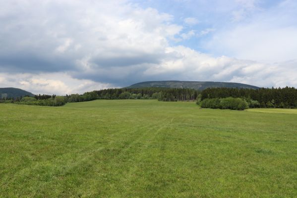 Rudník, 27.5.2019
Pastviny u Čisté.
Mots-clés: Rudník pastvina u Čisté