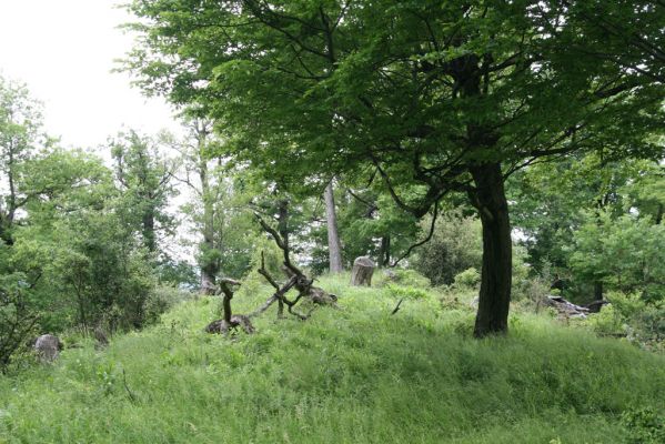 Rudno nad Hronom, 28.5.2015
Štiavnické vrchy, sedlo mezi vrchy Vavrišová a Drastavica.
Mots-clés: Rudno nad Hronom Štiavnické vrchy Vavrišová Drastavica sedlo Brachygonus ruficeps