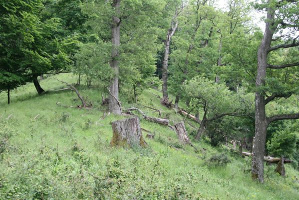 Rudno nad Hronom, 28.5.2015
Štiavnické vrchy, sedlo mezi vrchy Vavrišová a Drastavica.
Klíčová slova: Rudno nad Hronom Štiavnické vrchy Vavrišová Drastavica sedlo Brachygonus ruficeps