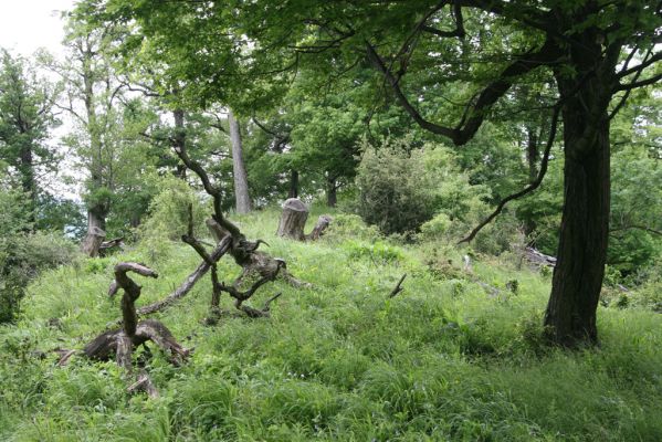 Rudno nad Hronom, 28.5.2015
Štiavnické vrchy, sedlo mezi vrchy Vavrišová a Drastavica.
Klíčová slova: Rudno nad Hronom Štiavnické vrchy Vavrišová Drastavica sedlo Brachygonus ruficeps