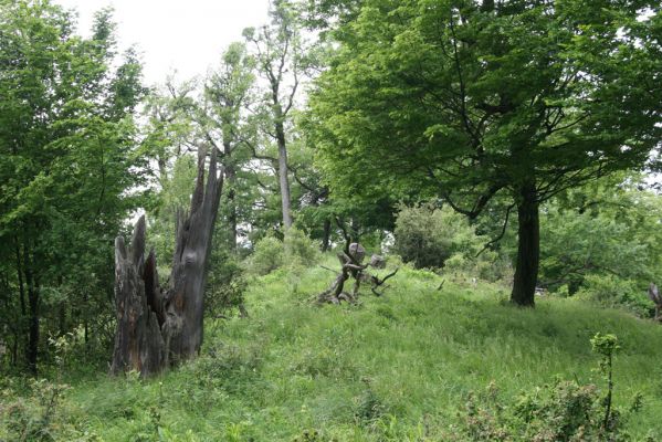 Rudno nad Hronom, 28.5.2015
Štiavnické vrchy, sedlo mezi vrchy Vavrišová a Drastavica.
Klíčová slova: Rudno nad Hronom Štiavnické vrchy Vavrišová Drastavica sedlo Brachygonus ruficeps Procraerus tibialis