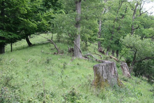 Rudno nad Hronom, 28.5.2015
Štiavnické vrchy, sedlo mezi vrchy Vavrišová a Drastavica.
Mots-clés: Rudno nad Hronom Štiavnické vrchy Vavrišová Drastavica sedlo Brachygonus ruficeps