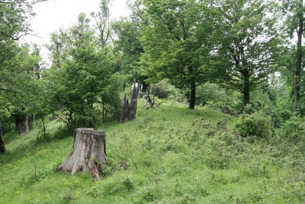 Rudno nad Hronom, 28.5.2015
Štiavnické vrchy, sedlo mezi vrchy Vavrišová a Drastavica.
Mots-clés: Rudno nad Hronom Štiavnické vrchy Vavrišová Drastavica sedlo Brachygonus ruficeps