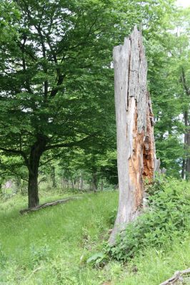 Rudno nad Hronom, 28.5.2015
Štiavnické vrchy, sedlo mezi vrchy Vavrišová a Drastavica.
Schlüsselwörter: Rudno nad Hronom Štiavnické vrchy Vavrišová Drastavica sedlo Ampedus hjorti Cardiophorus gramineus Brachygonus ruficeps Hypoganus inunctus Procraerus tibialis