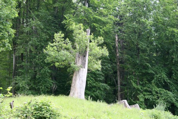 Rudno nad Hronom, 28.5.2015
Štiavnické vrchy, sedlo mezi vrchy Vavrišová a Drastavica.
Keywords: Rudno nad Hronom Štiavnické vrchy Vavrišová Drastavica sedlo