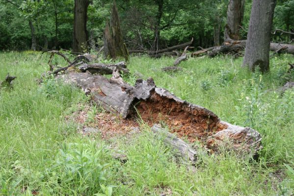 Rudno nad Hronom, 28.5.2015
Štiavnické vrchy, sedlo mezi vrchy Vavrišová a Drastavica.
Klíčová slova: Rudno nad Hronom Štiavnické vrchy Vavrišová Drastavica sedlo Ampedus praeustus