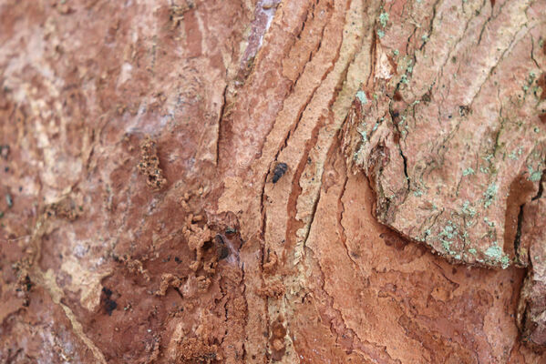 Ruprechtice, 25.1.2023
Javoří hory, javorová bučina v údolí Ruprechtického potoka. Zimující imago Phloeostichus denticollis pod šupinou kůry javoru.
Klíčová slova: Meziměstí Ruprechtice Javoří hory Ruprechtický potok Phloeostichus denticollis