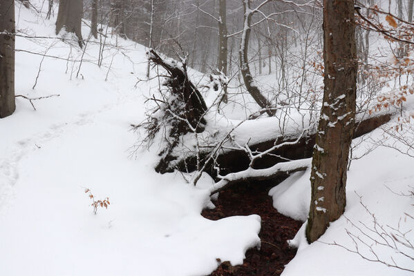 Ruprechtice, 25.1.2023
Javoří hory, javorová bučina v údolí Ruprechtického potoka.
Schlüsselwörter: Meziměstí Ruprechtice Javoří hory Ruprechtický potok Vodní strž