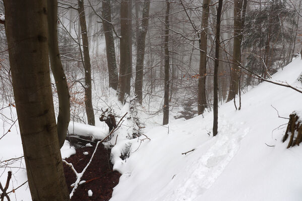 Ruprechtice, 25.1.2023
Javoří hory, javorová bučina v údolí Ruprechtického potoka.
Klíčová slova: Meziměstí Ruprechtice Javoří hory Ruprechtický potok