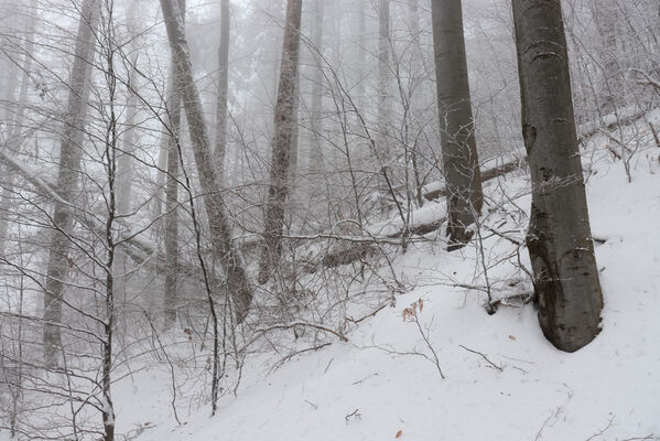 Ruprechtice, 25.1.2023
Javoří hory, bučina nad Ruprechtickým potokem.
Klíčová slova: Meziměstí Ruprechtice Javoří hory Ruprechtický potok