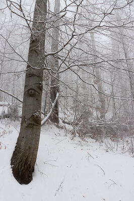 Ruprechtice, 25.1.2023
Javoří hory, bučina nad Ruprechtickým potokem.
Klíčová slova: Meziměstí Ruprechtice Javoří hory Ruprechtický potok