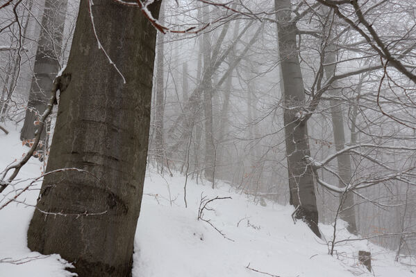 Ruprechtice, 25.1.2023
Javoří hory, bučina nad Ruprechtickým potokem.
Klíčová slova: Meziměstí Ruprechtice Javoří hory Ruprechtický potok