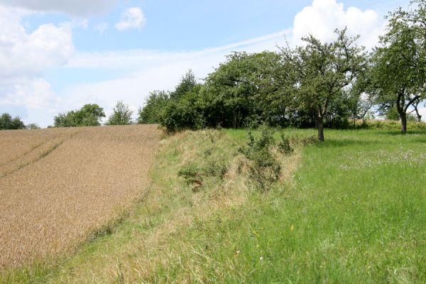 Rychnovek, 20.7.2008
Zarůstající mez na jižním okraji třešňovky "Na Drahách". Biotop kovaříka Agriotes ustulatus.
Mots-clés: Rychnovek Na Drahách třešňovka Agriotes ustulatus