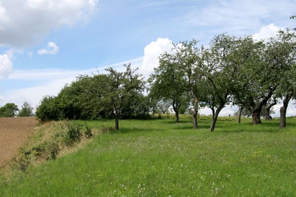 Rychnovek, 20.7.2008
Třešňovka u křižovatky Na Drahách. V jednom kmeni nalezen výletový otvor od krasce Anthaxia candens. 
Klíčová slova: Rychnovek Na Drahách třešňovka Anthaxia candens