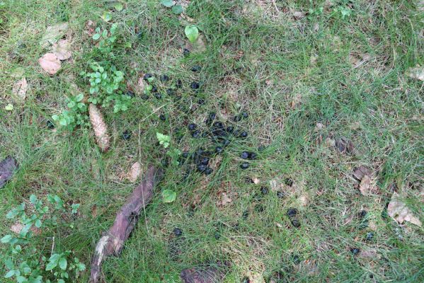 Žacléř, 13.8.2020
Rýchory, Dvorský les. Srnčí bobky osídlené hnojníky Limarus zenkeri.
Klíčová slova: Žacléř Rýchory Dvorský les Limarus zenkeri